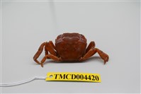 藏品(肉球近方蟹)的圖片